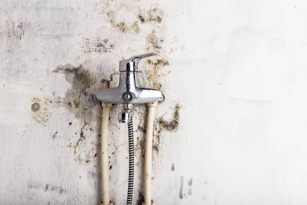 Best Same-Day Mold Removal  in Garden City, MO