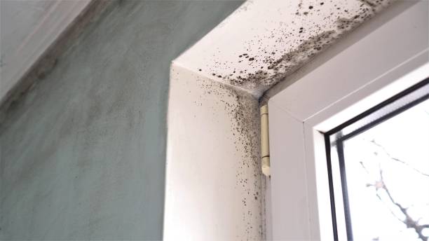 Best Home Mold Removal  in Garden City, MO