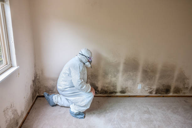 Office Mold Removal Services in Garden City, MO