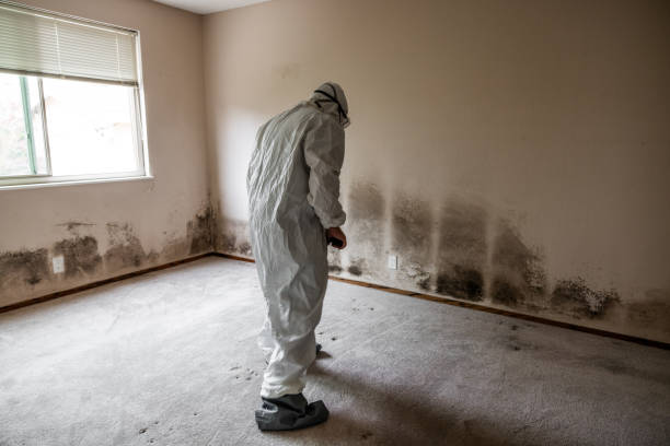 Best Mold Removal Company Near Me  in Garden City, MO