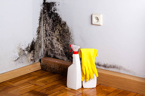 Best Mold Damage Repair  in Garden City, MO